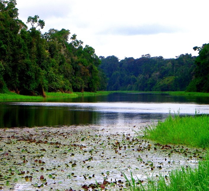 An image of tidal wetlands.