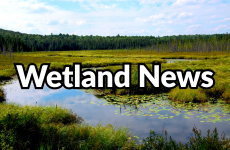 Link to read the Wetlands Articles
